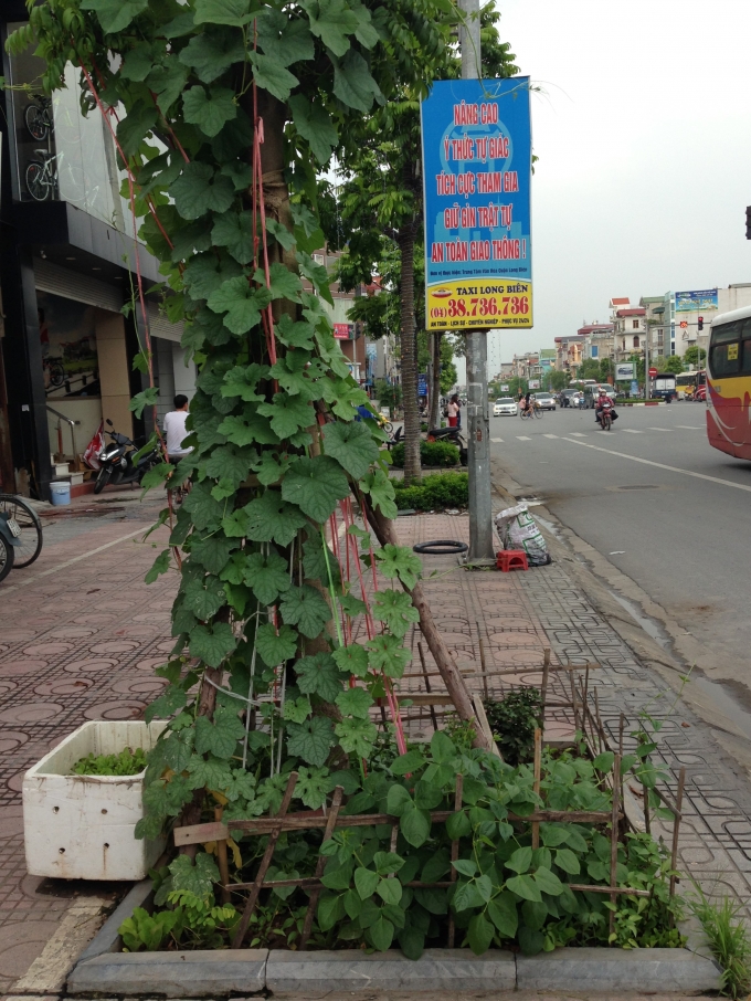  Hình ảnh giàn leo cho cây rau bên vỉa hè thành phố 